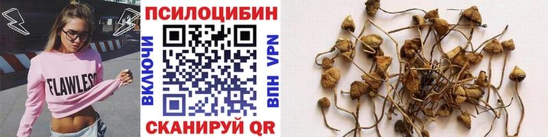 Галлюциногенные грибы Psilocybe  Купить  Белинский 